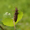 Long horned beetle