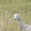 Cape Barren Goose