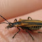 Soldier Beetle