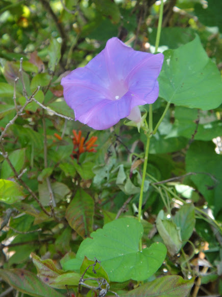 Spotting Image 1