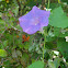 Common Morning Glory