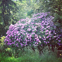 Rhododendron