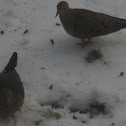 Mourning Dove
