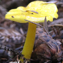 Yellow Mushrooms