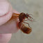 Leafcutter ant