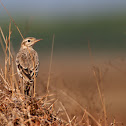 Paddyfield Pipit