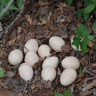 Wild Turkey - nest with eggs