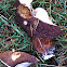 boletus?