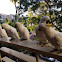 Sulfur Crested Cockatoo