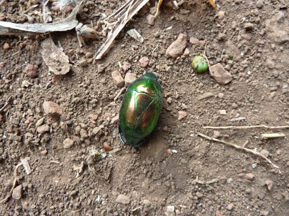 Spotting Image 1