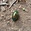 Scarab Beetle