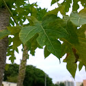 Papaya Tree