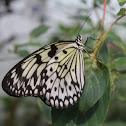 Rice Paper Butterfly