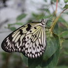 Rice Paper Butterfly
