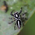 spider