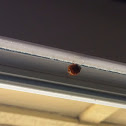 Multicolored Asian Lady Beetle