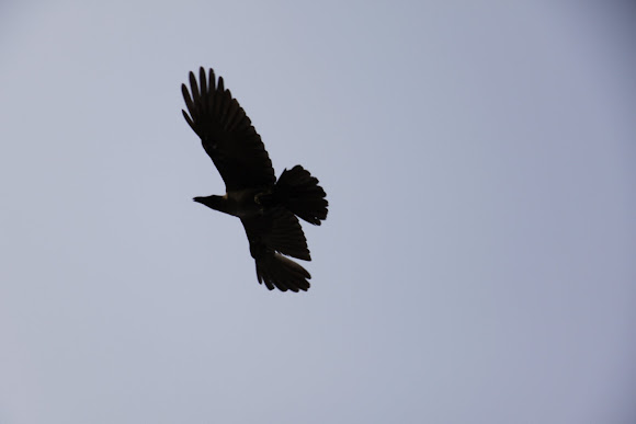 Spotting Image 1
