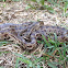 Prairie Kingsnake