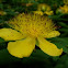 Hipérico. Hypericum