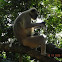 Langur