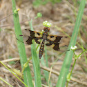 Eastern Amberwing