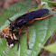 Robberfly with prey