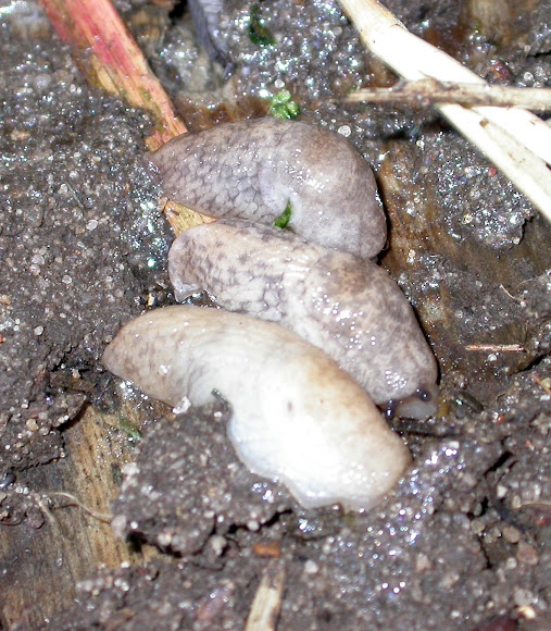 Spotting Image 1