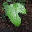 Red Mulberry