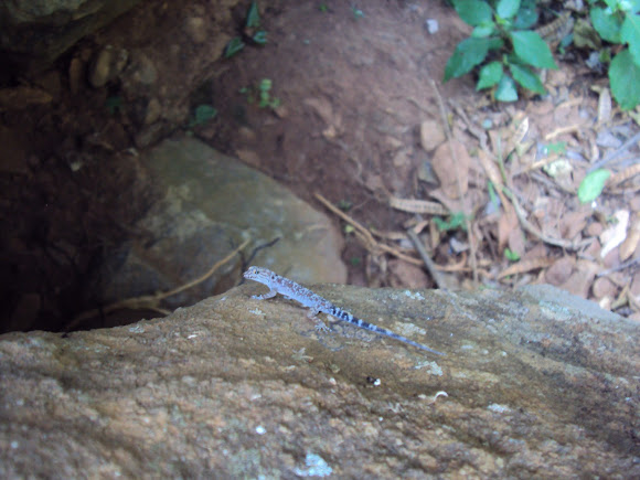 Spotting Image 1