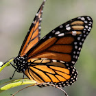 Monarch Butterfly