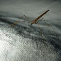 Crane Fly