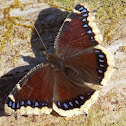 Mourning Cloak