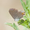 Gray Hairstreak