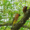 Cedar Waxwing