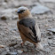 Weaver, Grey-capped Social Weaver