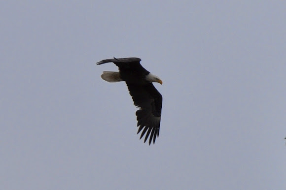 Spotting Image 1