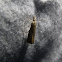 Grass Veneer Moth