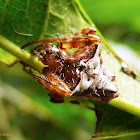 Arrow head spider