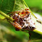 Arrow head spider
