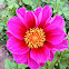 Dahlia