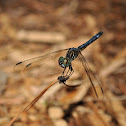 Blue Dasher (female)