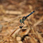 Blue Dasher (female)