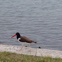 American Oystercatcher