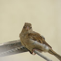 house sparrow