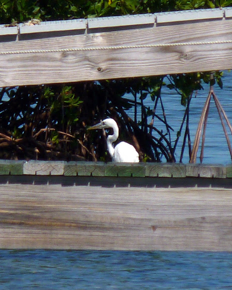 Spotting Image 1