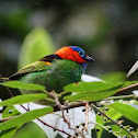 Red-necked Tanager