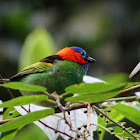 Red-necked Tanager
