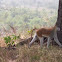 Patas monkey