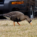 Greater White-fronted Goose