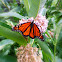 Monarch Butterfly